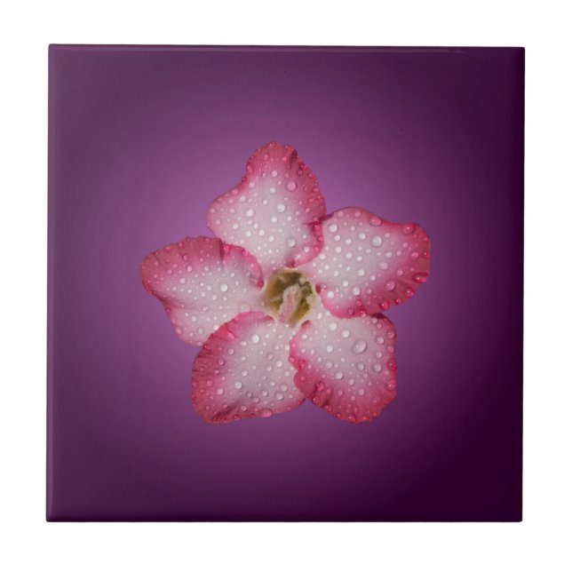 Azulejo De Cerâmica Adenium Flor Flora Rosa Violeta Gradiente (Frente)