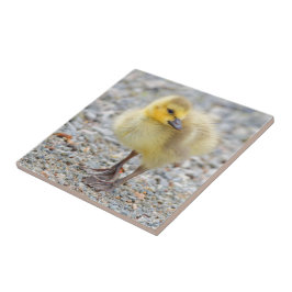 Azulejo De Cerâmica Adorável Bebê Canadá ganha no Gravel