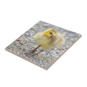 Azulejo De Cerâmica Adorável Bebê Canadá ganha no Gravel