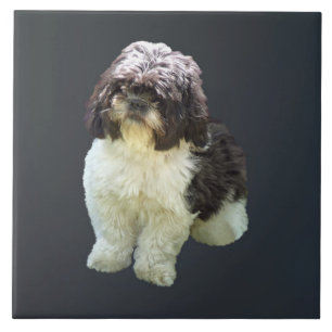 Azulejo De Cerâmica Adorável cachorrinho Shih Tzu