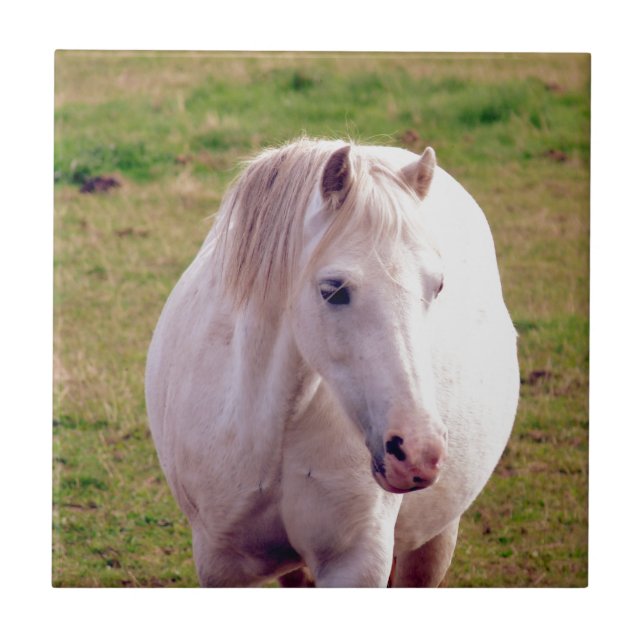 Azulejo De Cerâmica Adorável Cinza Pony (Frente)