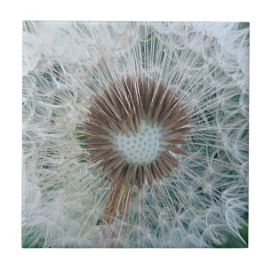 Azulejo De Cerâmica Adorável Dandelion Branco