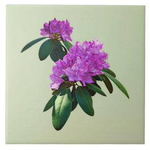 Azulejo De Cerâmica Adorável Rhododendrons Rosa