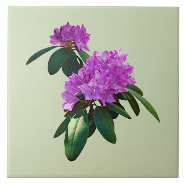 Azulejo De Cerâmica Adorável Rhododendrons Rosa (Frente)