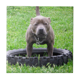 Azulejo De Cerâmica Adulto Masculino Staffordshire Terrier Pronto Para