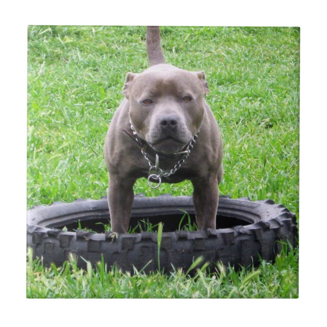 Azulejo De Cerâmica Adulto Masculino Staffordshire Terrier Pronto Para (Frente)