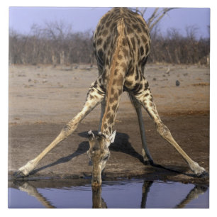 Azulejo De Cerâmica África, Botswana, parque nacional de Chobe, giraf