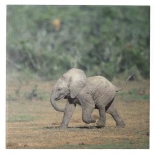 Azulejo De Cerâmica África do Sul, Parque Nacional Addo Elephant. Bebê