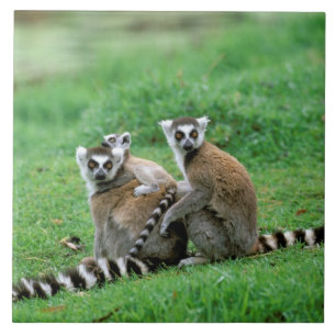 Azulejo De Cerâmica África, Madagáscar, Antananarivo, Tsimbaza