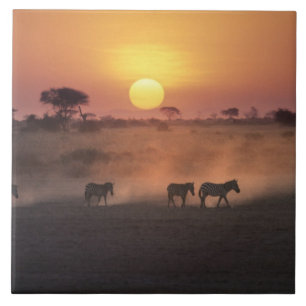 Azulejo De Cerâmica África, Quênia, Amboseli NP. Zebras caminham até a
