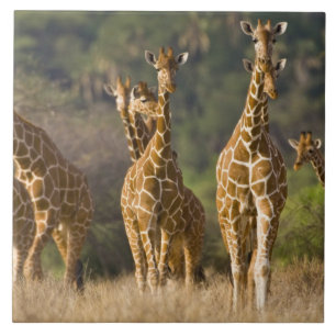 Azulejo De Cerâmica África. Quênia. Manada de girafas-reticuladas