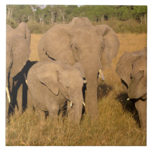 Azulejo De Cerâmica África, Quênia, Masai Mara. Elefante-africano