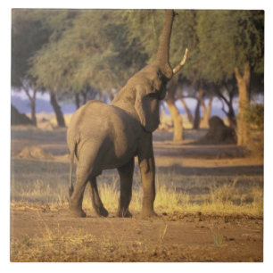 Azulejo De Cerâmica África, Quênia, Masai Mara. Elefante (Loxodonta