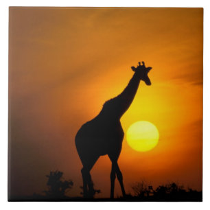 Azulejo De Cerâmica África, Quênia, Masai Mara. Girafa (Giraffa