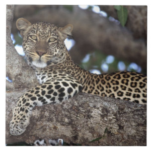 Azulejo De Cerâmica África. Quênia. Masai Mara. Leopardo (Panthera