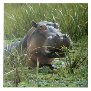 Azulejo De Cerâmica África, Quênia, Masai Mara NR. Uma hipopótamo mãe