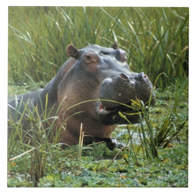 Azulejo De Cerâmica África, Quênia, Masai Mara NR. Uma mãe hippo (Frente)
