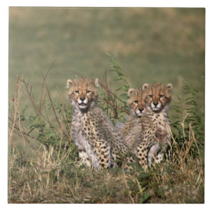 Azulejo De Cerâmica África; Quênia; Masai Mara; Três filhotes de chita