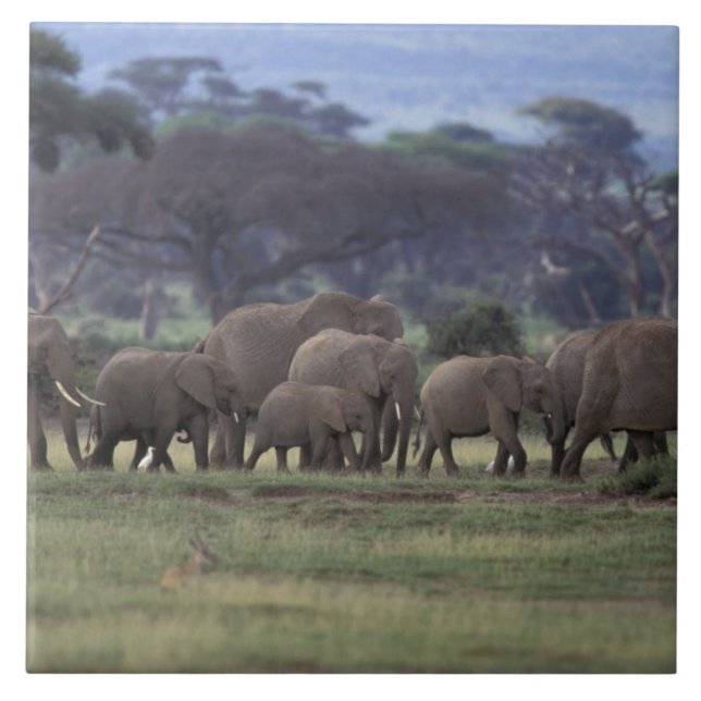 Azulejo De Cerâmica África, Quênia, Parque Nacional de Amboseli. Afric (Frente)