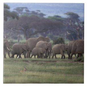 Azulejo De Cerâmica África, Quênia, Parque Nacional de Amboseli. Elefa