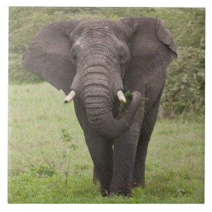 Azulejo De Cerâmica África Tanzânia Elefante na Cratera de Ngorongoro