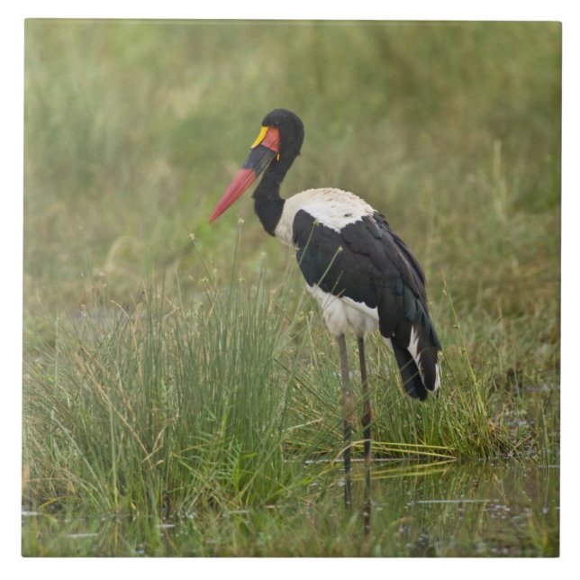 Azulejo De Cerâmica África. Tanzânia. Male Saddle Stork (Frente)