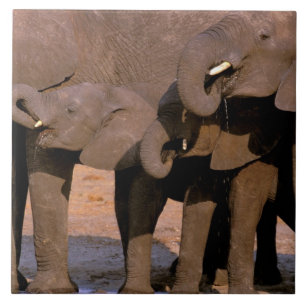 Azulejo De Cerâmica África, Tanzânia, Parque Nacional de Tarangire.