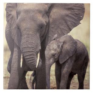 Azulejo De Cerâmica África, Tanzânia, Parque Nacional de Tarangire. 2
