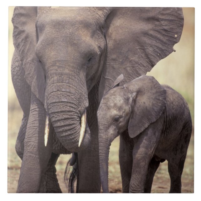 Azulejo De Cerâmica África, Tanzânia, Parque Nacional de Tarangire. 2 (Frente)