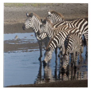 Azulejo De Cerâmica África. Tanzânia. Zebras bebendo em Ndutu