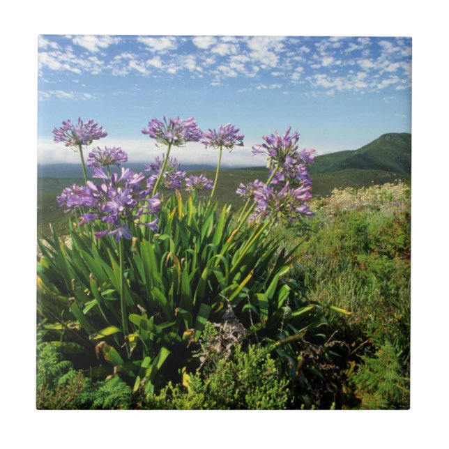 Azulejo De Cerâmica African Lily (Agapanthus praecox), Mossel Bay (Frente)
