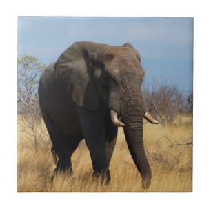 Azulejo De Cerâmica Africano Elphant