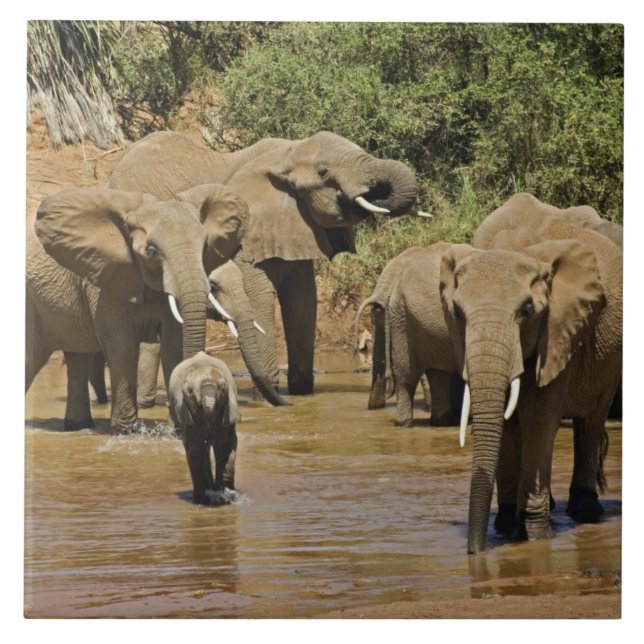 Azulejo De Cerâmica Afro-elefantes, Loxodonta Africana, Samburu (Frente)