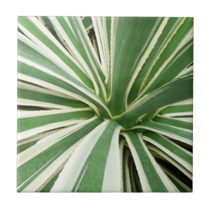 Azulejo De Cerâmica Agave Plant Green e White Strike