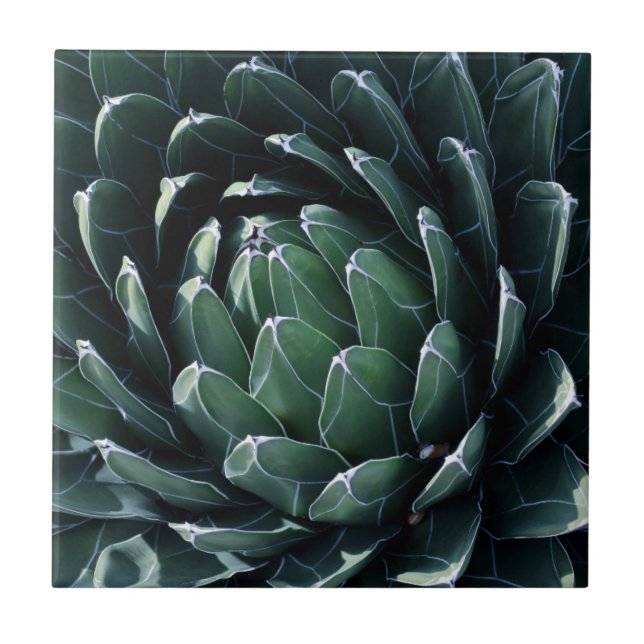 Azulejo De Cerâmica Agave verde (Frente)