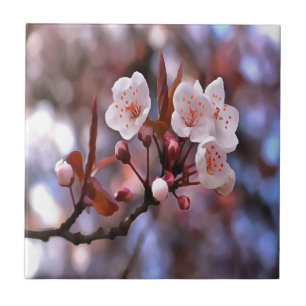 Azulejo De Cerâmica Agrupamento de Flores de Cereja com Cor-de-Rosa e