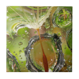 Azulejo De Cerâmica Água em sementes de dandelion, CA