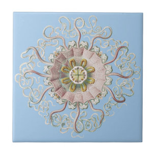 Azulejo De Cerâmica Água-viva Rosa Náutica de Ernst Haeckel Medusa
