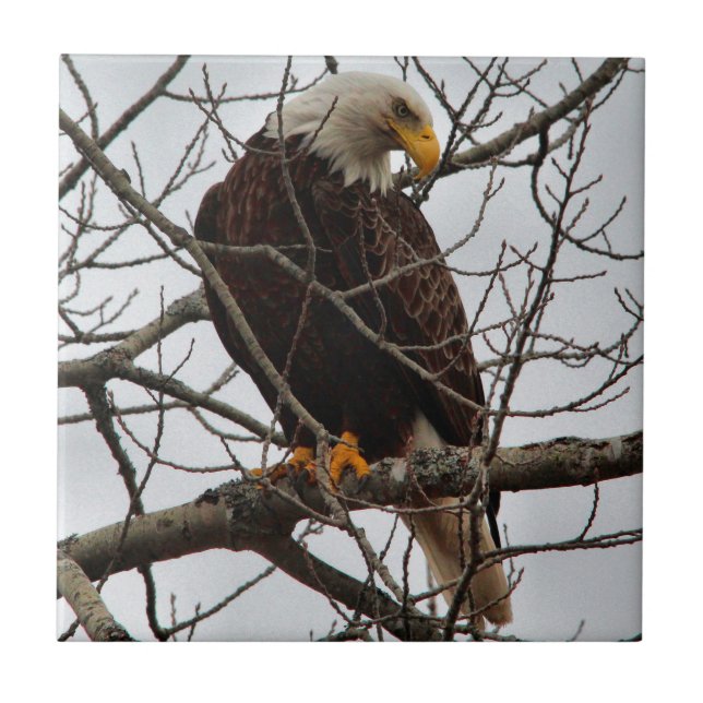 Azulejo De Cerâmica Águia americana (Frente)