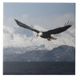 Azulejo De Cerâmica Águia Americana em Voo, Haliaeetus leucocephalus,
