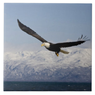 Azulejo De Cerâmica Águia Americana em Voo, Haliaeetus leucocephalus,