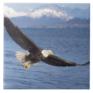 Azulejo De Cerâmica águia americana, Haliaeetus leucocephalus, em voo