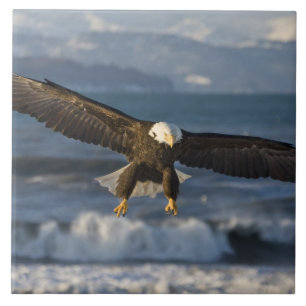 Azulejo De Cerâmica Águia Americana, Haliaeetus leucocephalus, Homer,
