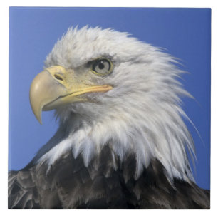 Azulejo De Cerâmica Águia Americana, (Haliaeetus leucocephalus), selva