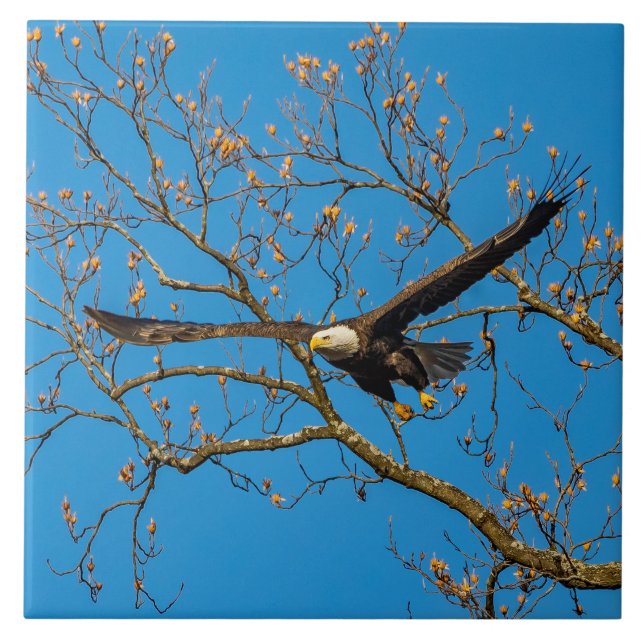 Azulejo De Cerâmica Águia Americana no Azul (Frente)