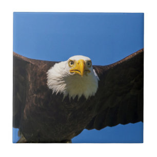 Azulejo De Cerâmica Águia Americana passa voando perto