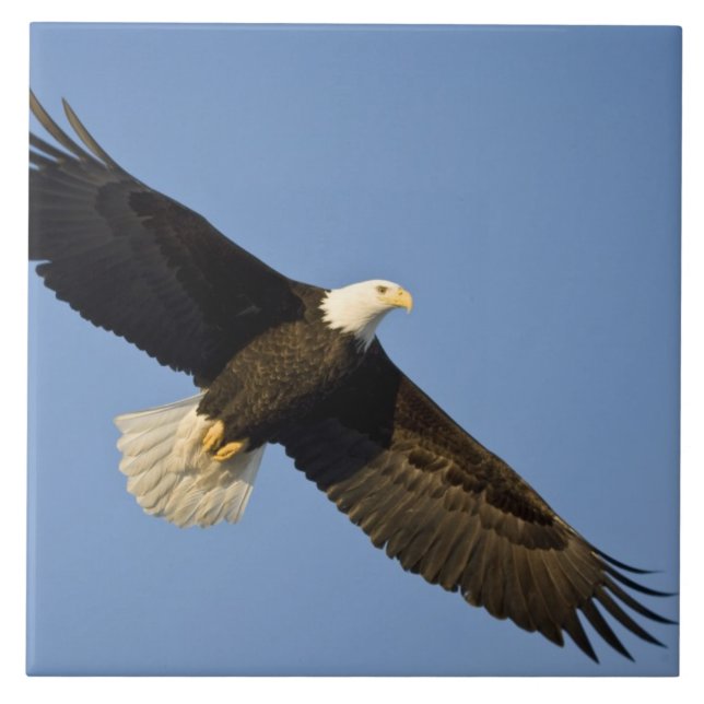 Azulejo De Cerâmica Águia Balda, Haliaeetus leucocephalus, Homer, 4 (Frente)