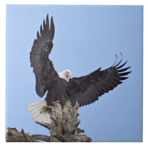 Azulejo De Cerâmica Águia-careca (Haliaeetus leucocephalus) com asas
