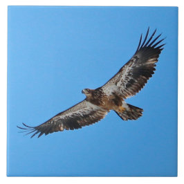 Azulejo De Cerâmica Águia ouro Grande 6" x 6"