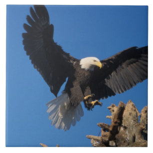 Azulejo De Cerâmica águia-pescadora-americana, Haliaeetus leuccocephal